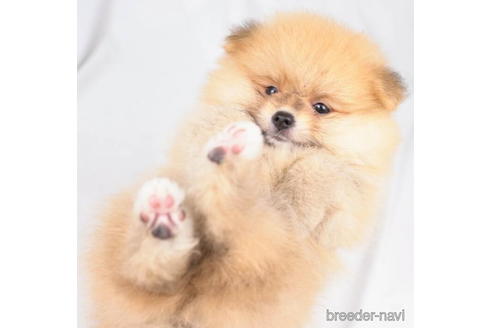 成約済の東京都のポメラニアン-188142の5枚目